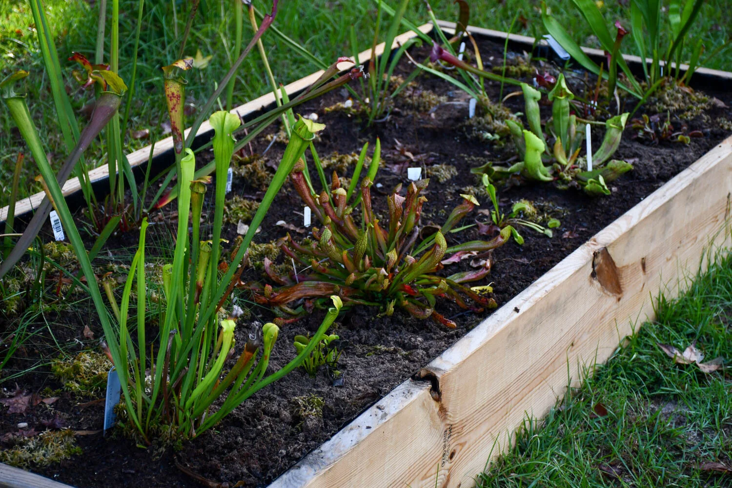 Building a Bog