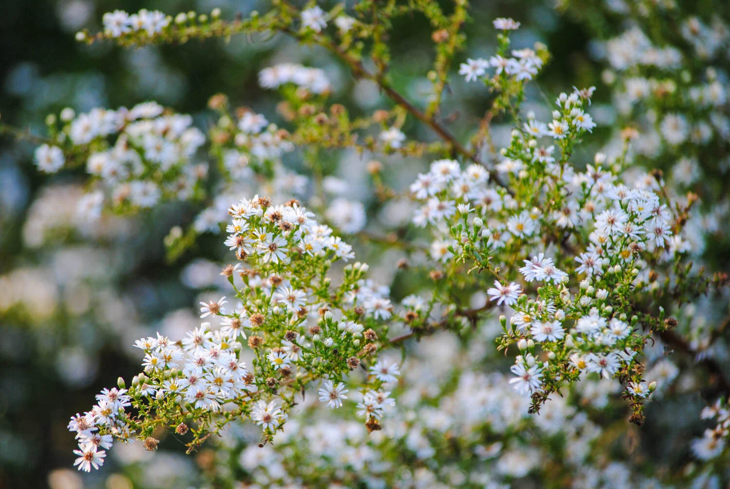 A Lovely Aster