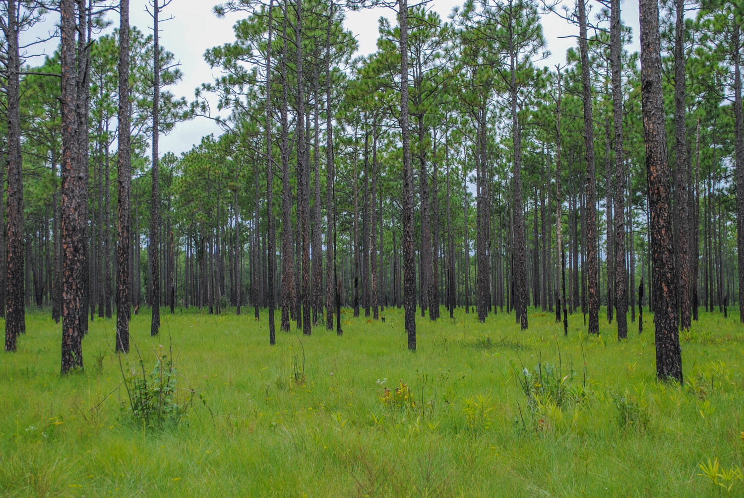 Late Summer in the Green Swamp