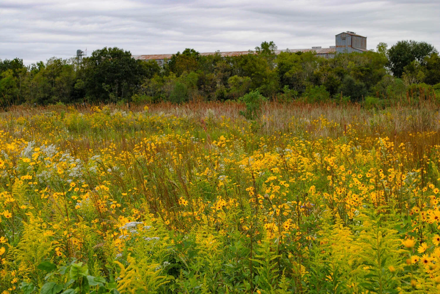 Cajun Prairie