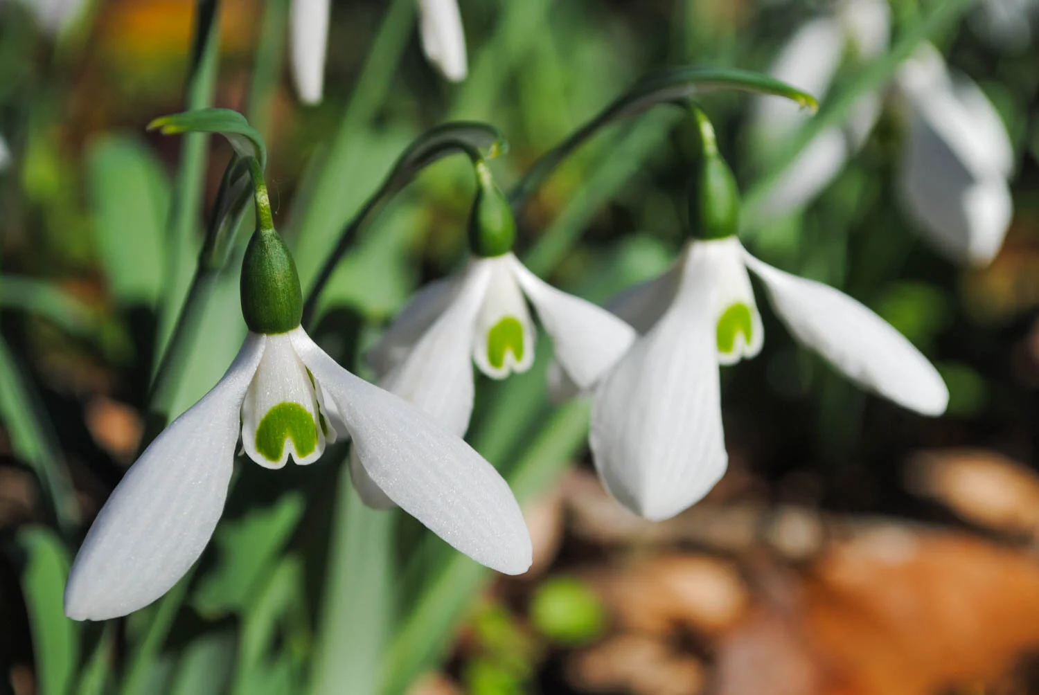 Thanksgiving Snowdrops