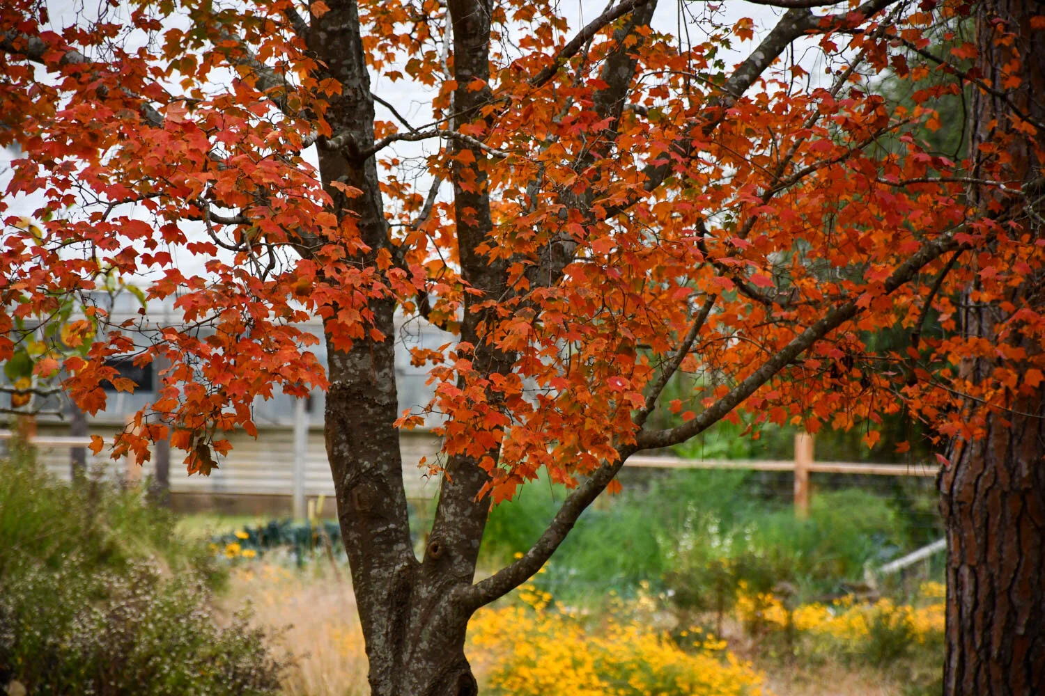 Fall Foliage in East Texas
