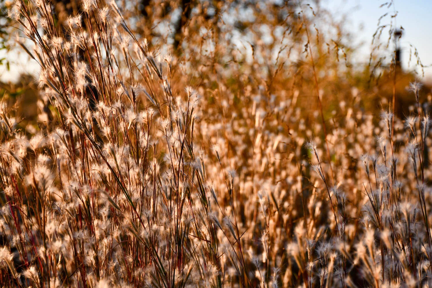 Feather Bluestem against a Golden Sunset