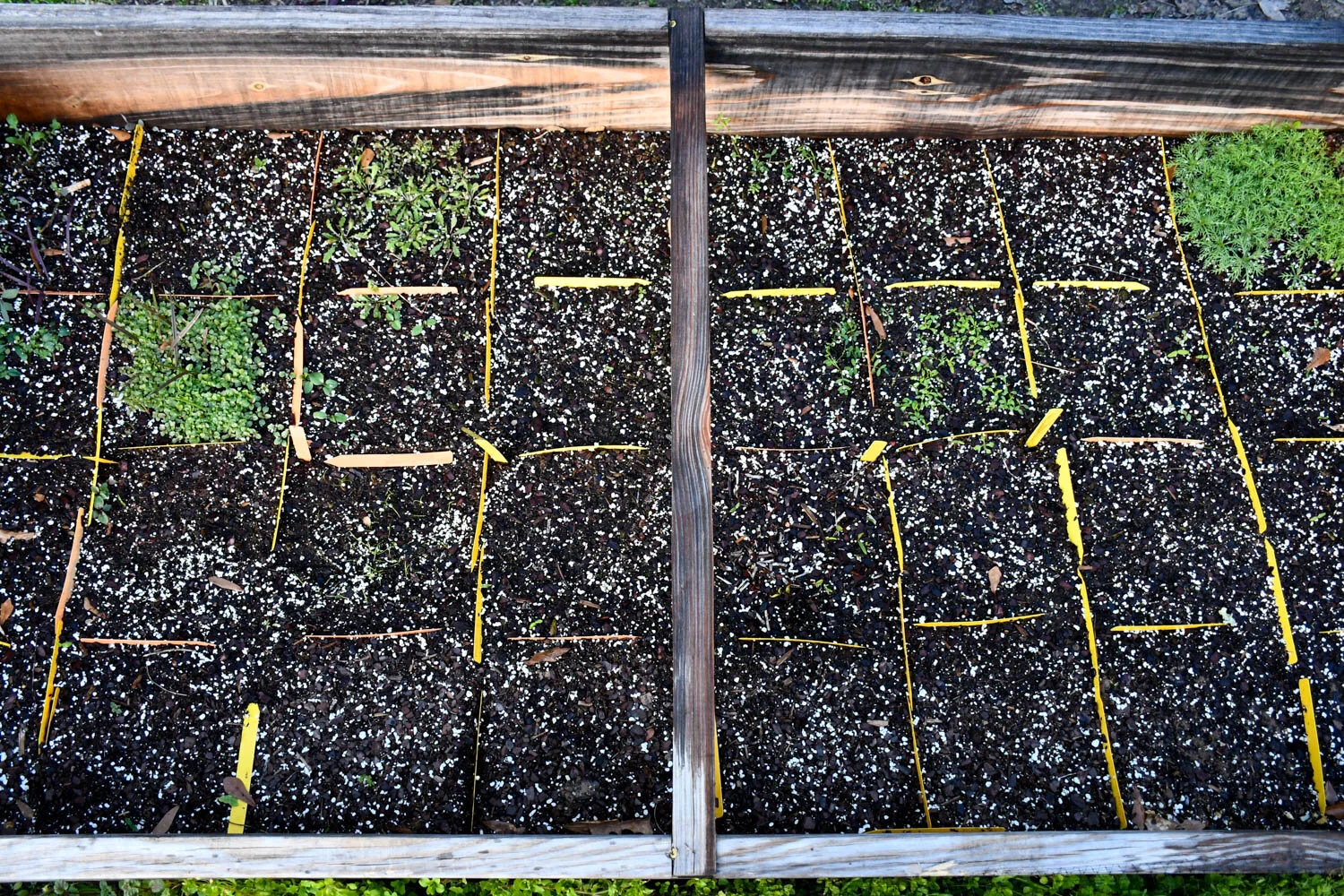 Winter Sowings