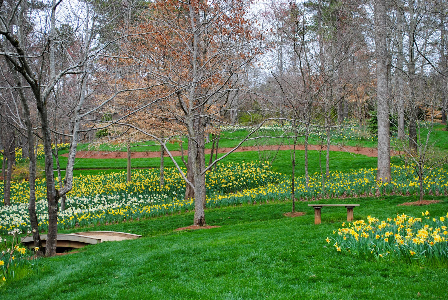 Narcissi: how to plant and care for narcissi - Gardens Illustrated