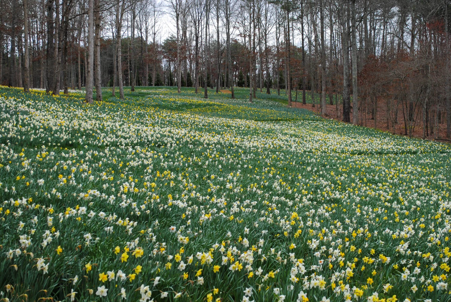 Narcissus Plant Ed Blog By Dr Jared Barnes Meristem