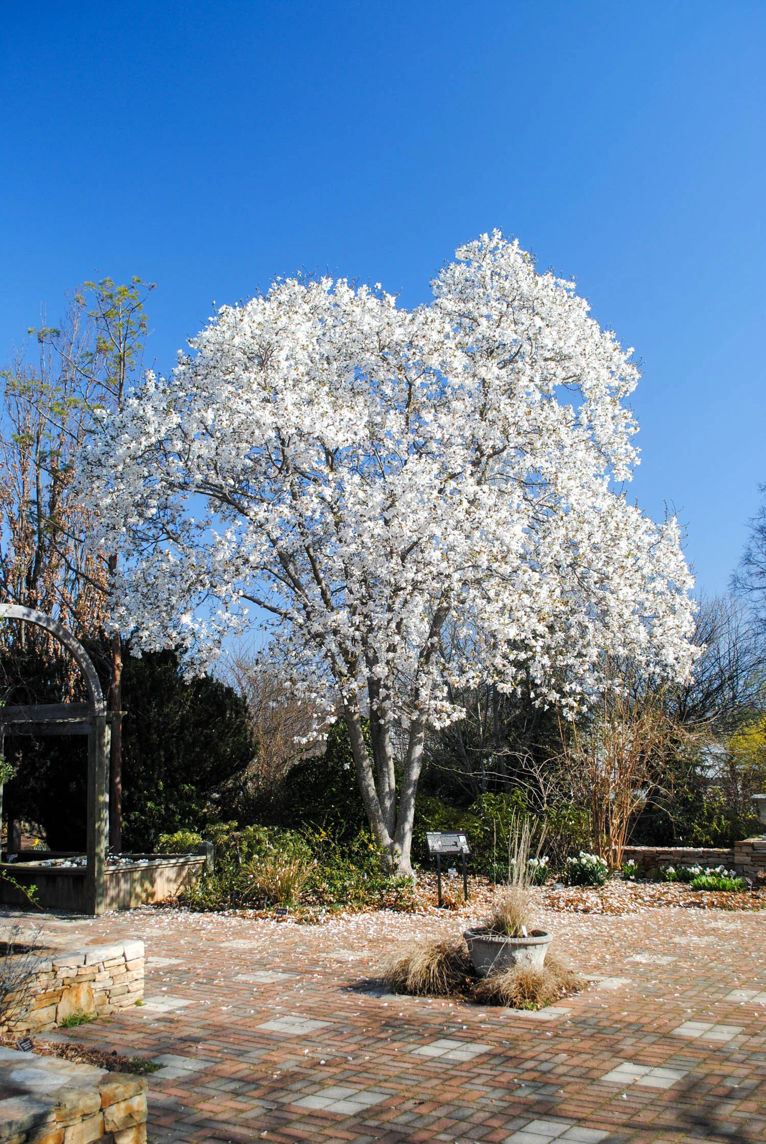 Wood Tree Spring