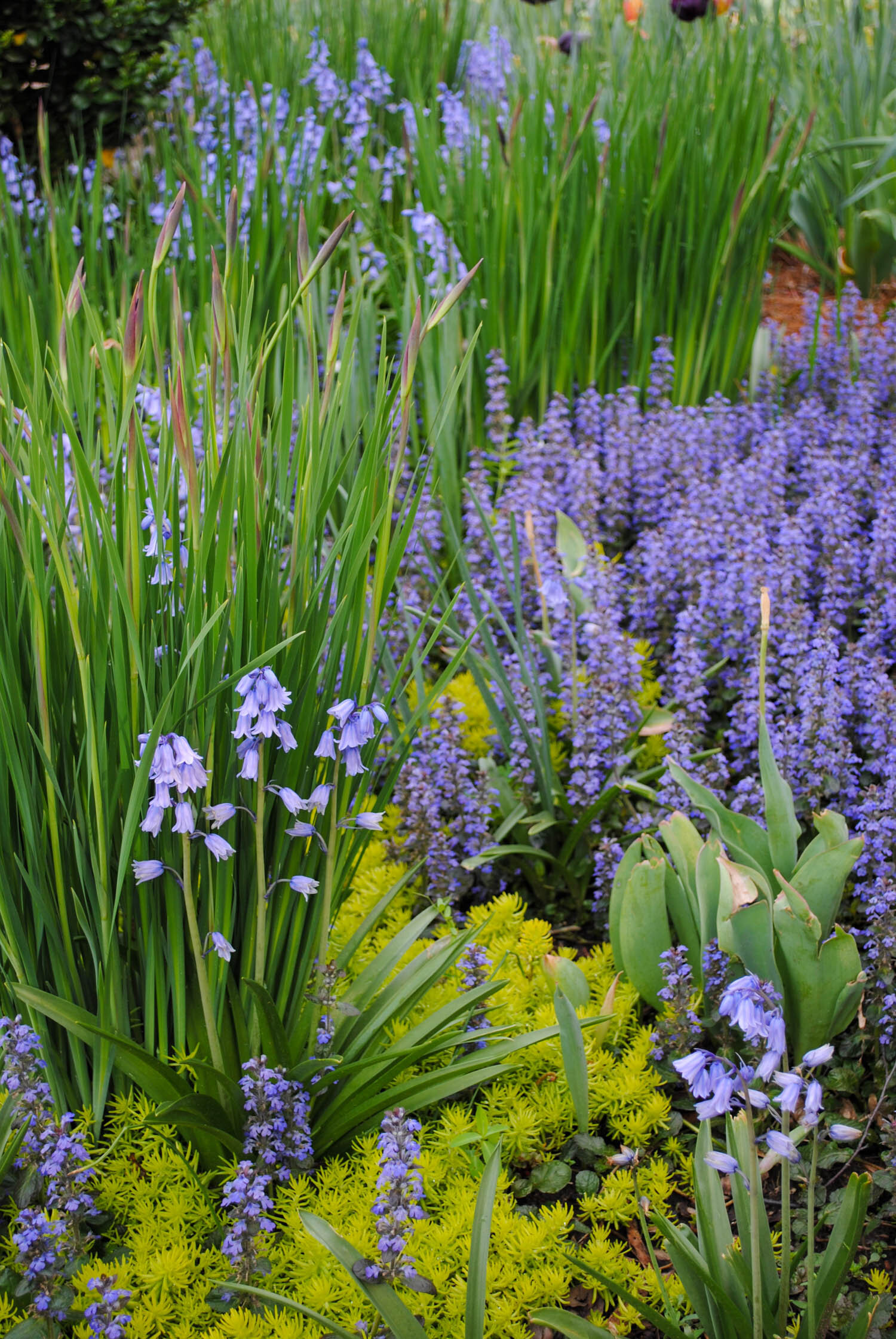 Details about   Rare Garden Columbine Aquilegia Mixed Color Perennial Flowers 100 Seeds Spring 