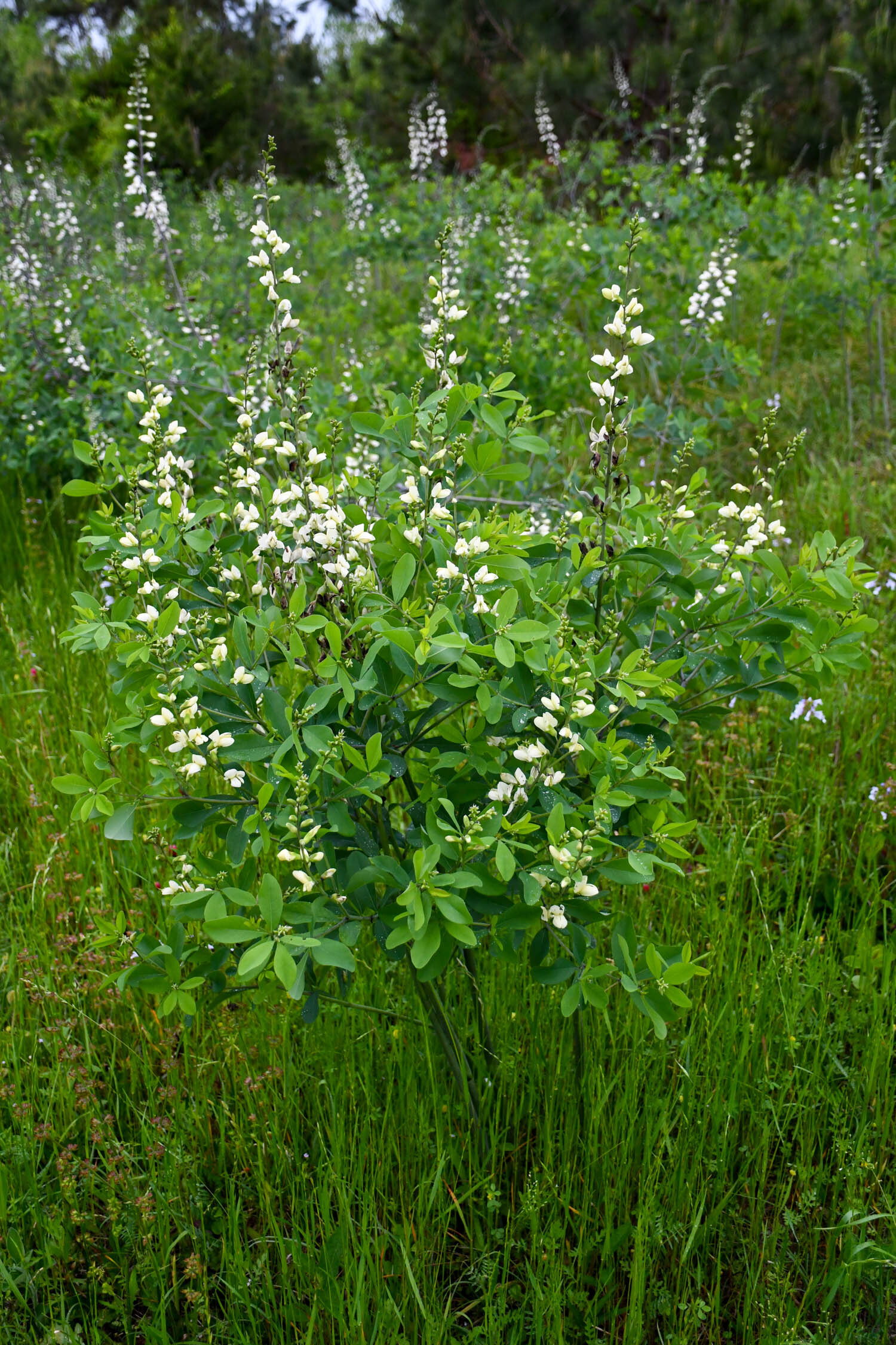 Plant Profiles Plant Ed Blog By Dr Jared Barnes Meristem