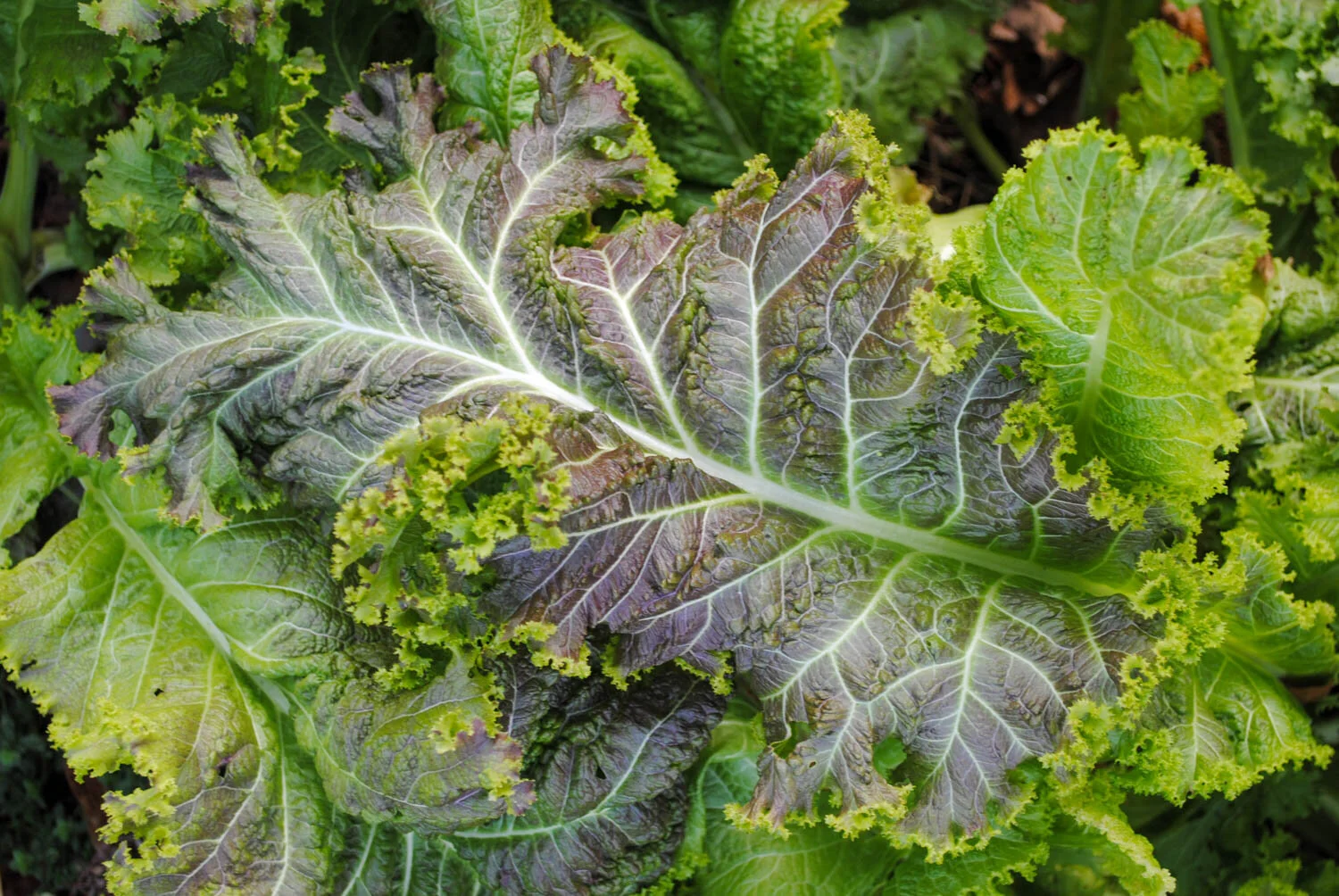 Direct Sowing the Fall Garden