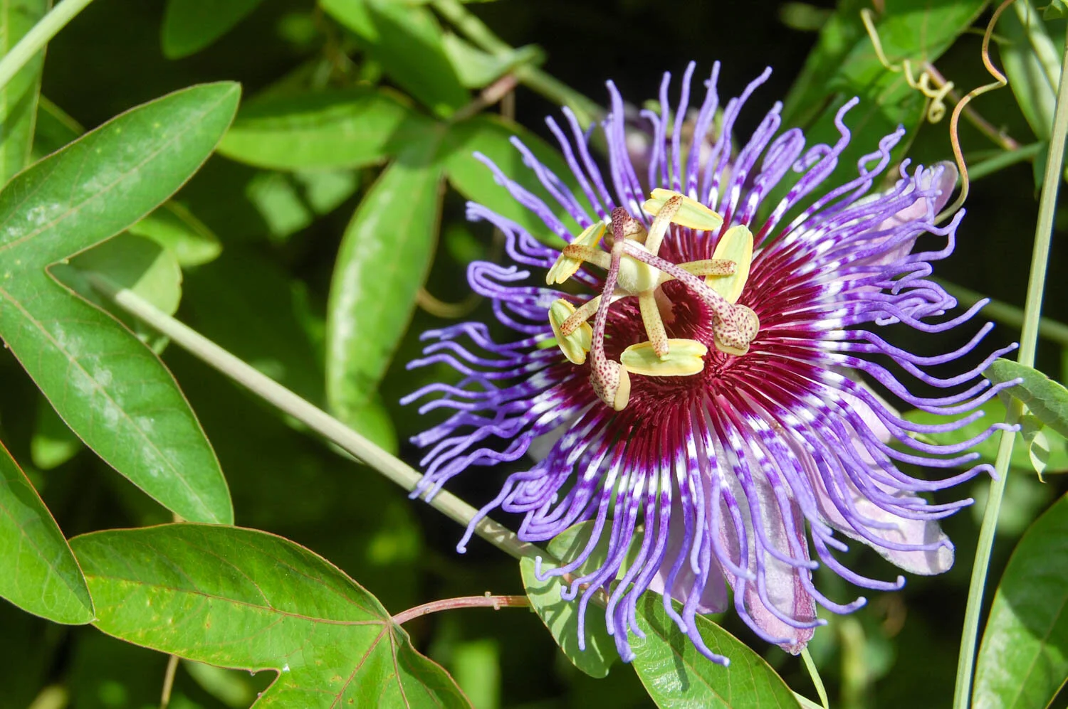 September at the JC Raulston Arboretum