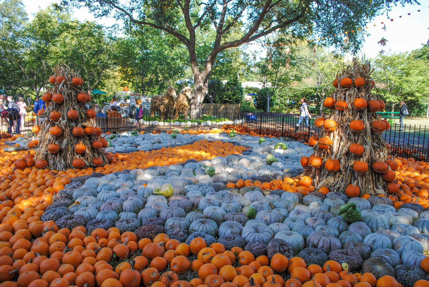 Fall at the Dallas Arboretum