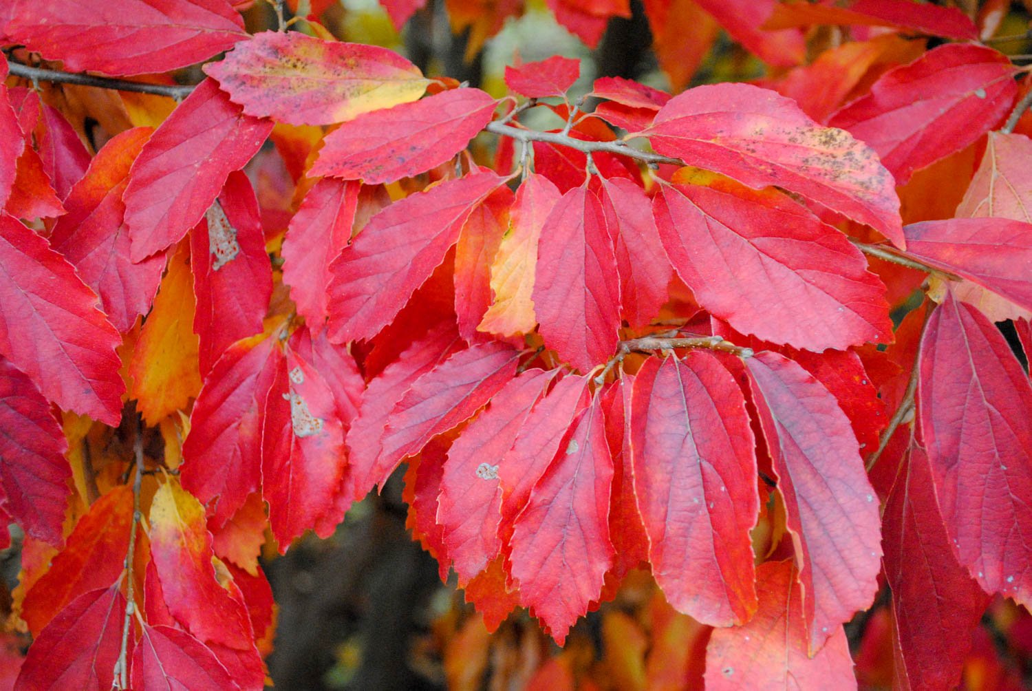 October at the JC Raulston Arboretum