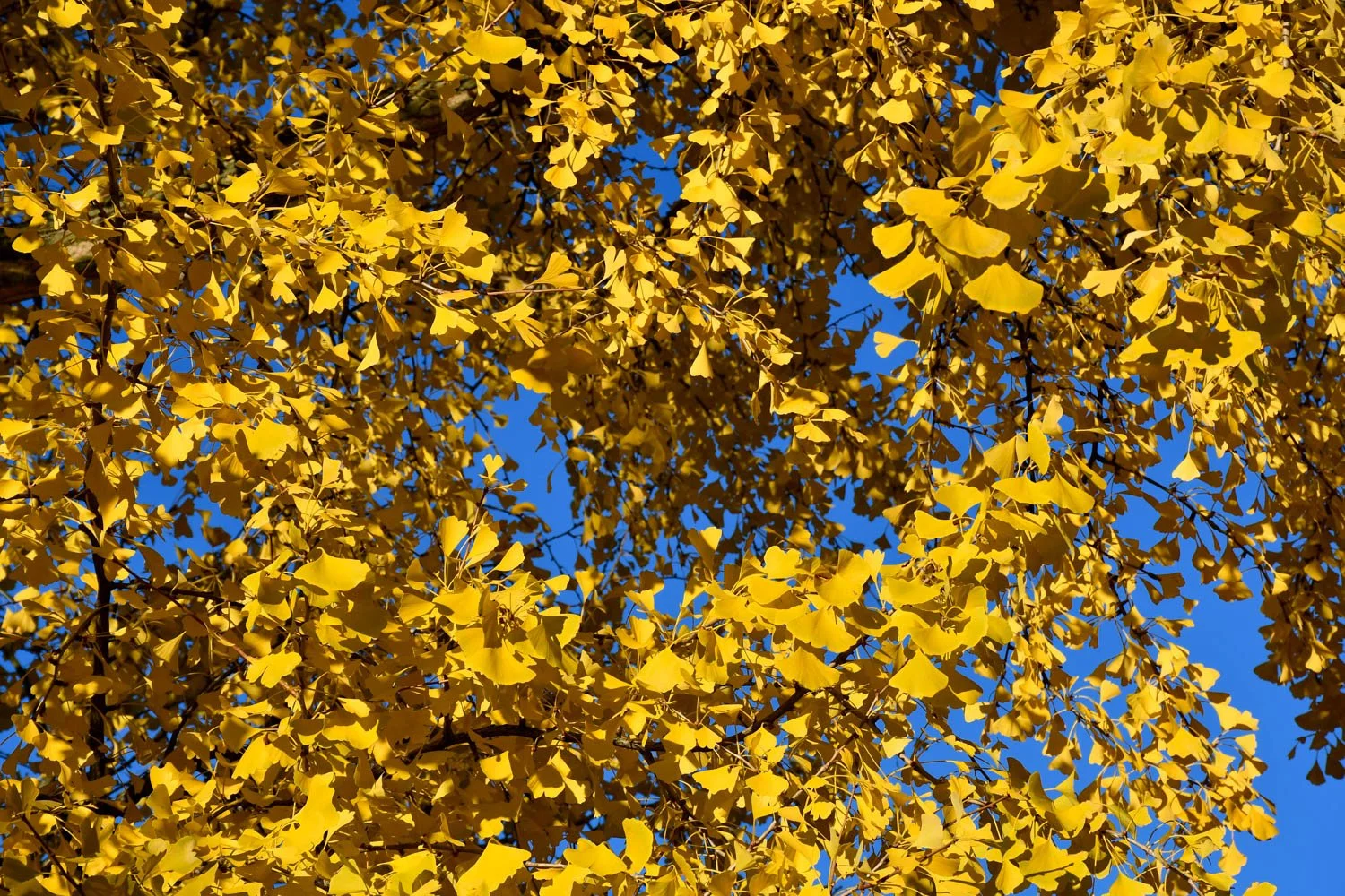 Fall Color at the Cincinnati Zoo and Botanical Garden