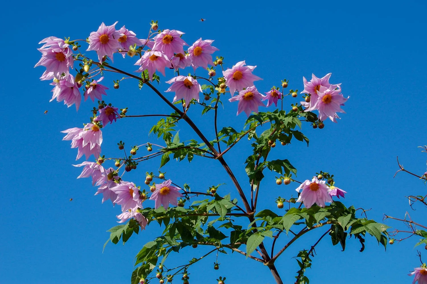 November at the JC Raulston Arboretum