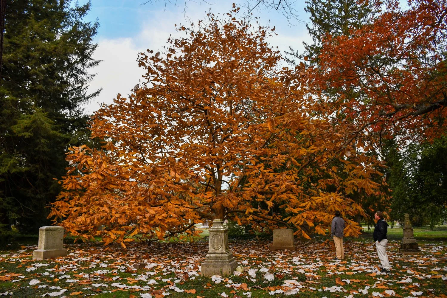 Autumn in Spring Grove Cemetery