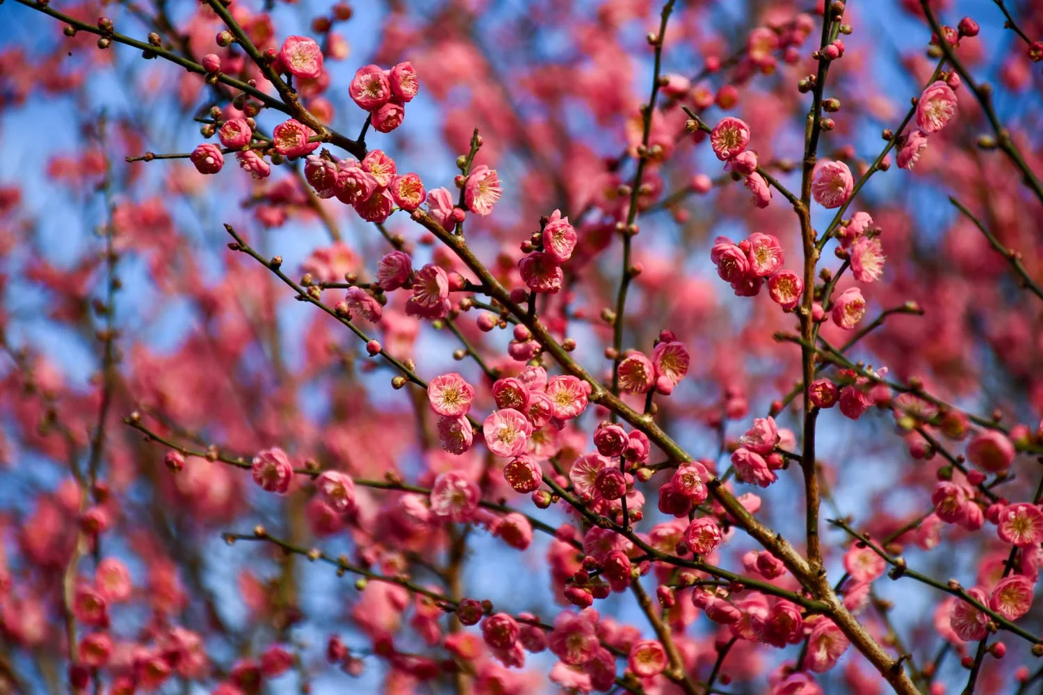 December at the JC Raulston Arboretum