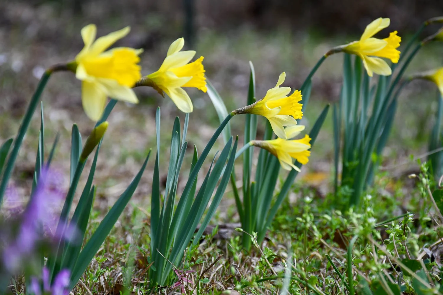 Returning to Wild Daffodils