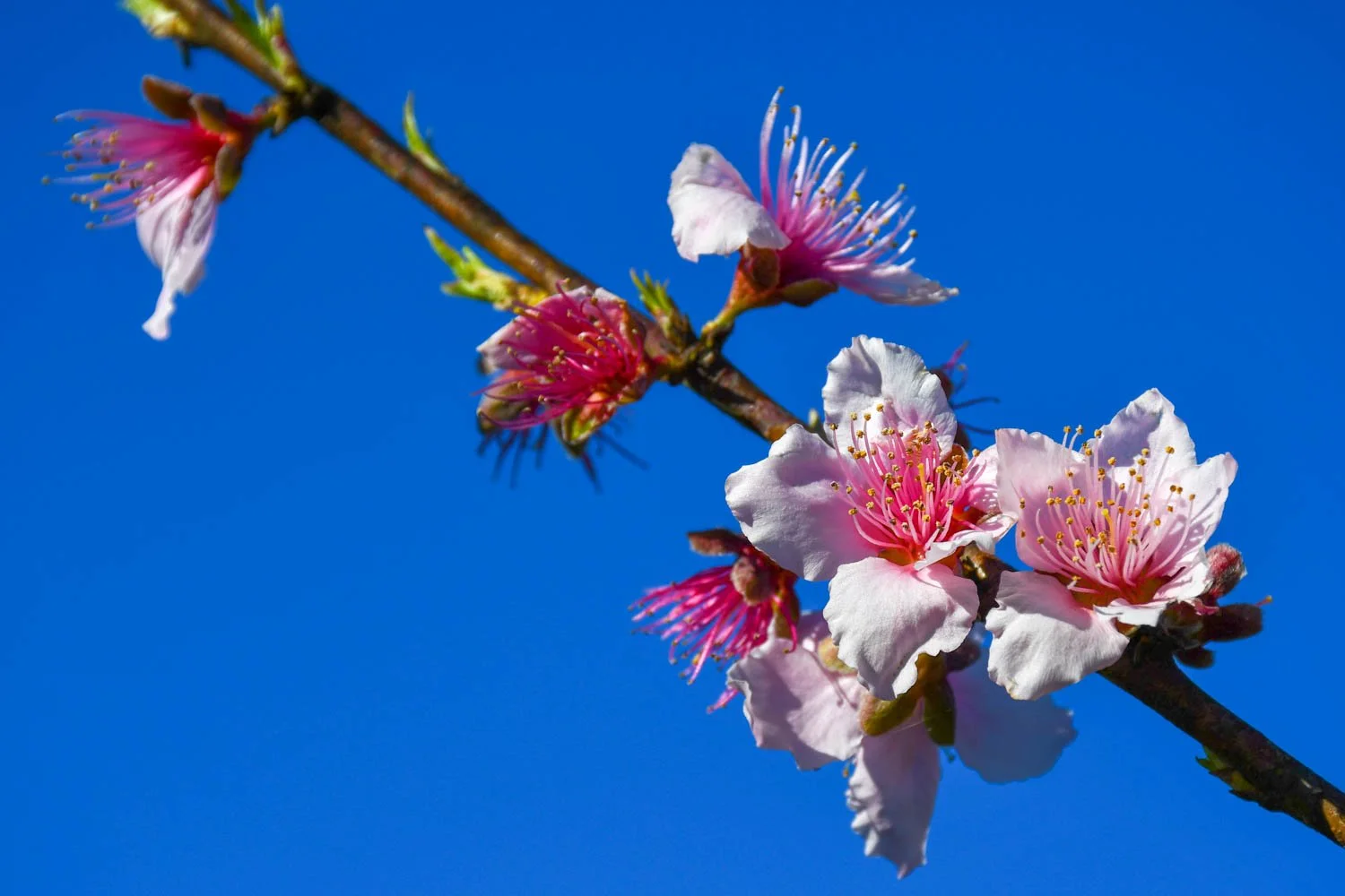 On Pruning a Peach