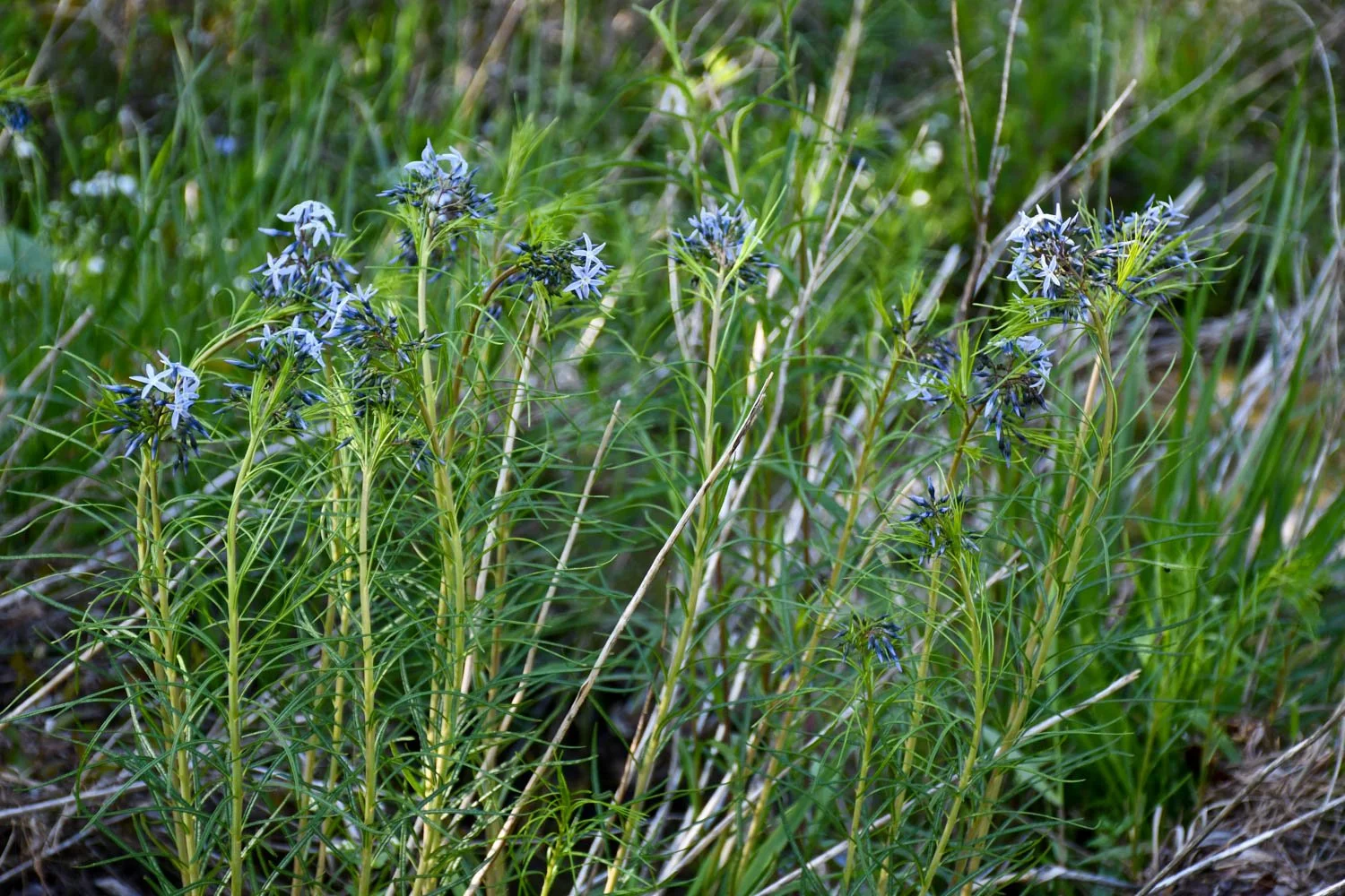 Searching for Amsonia in Arkansas, Part 1