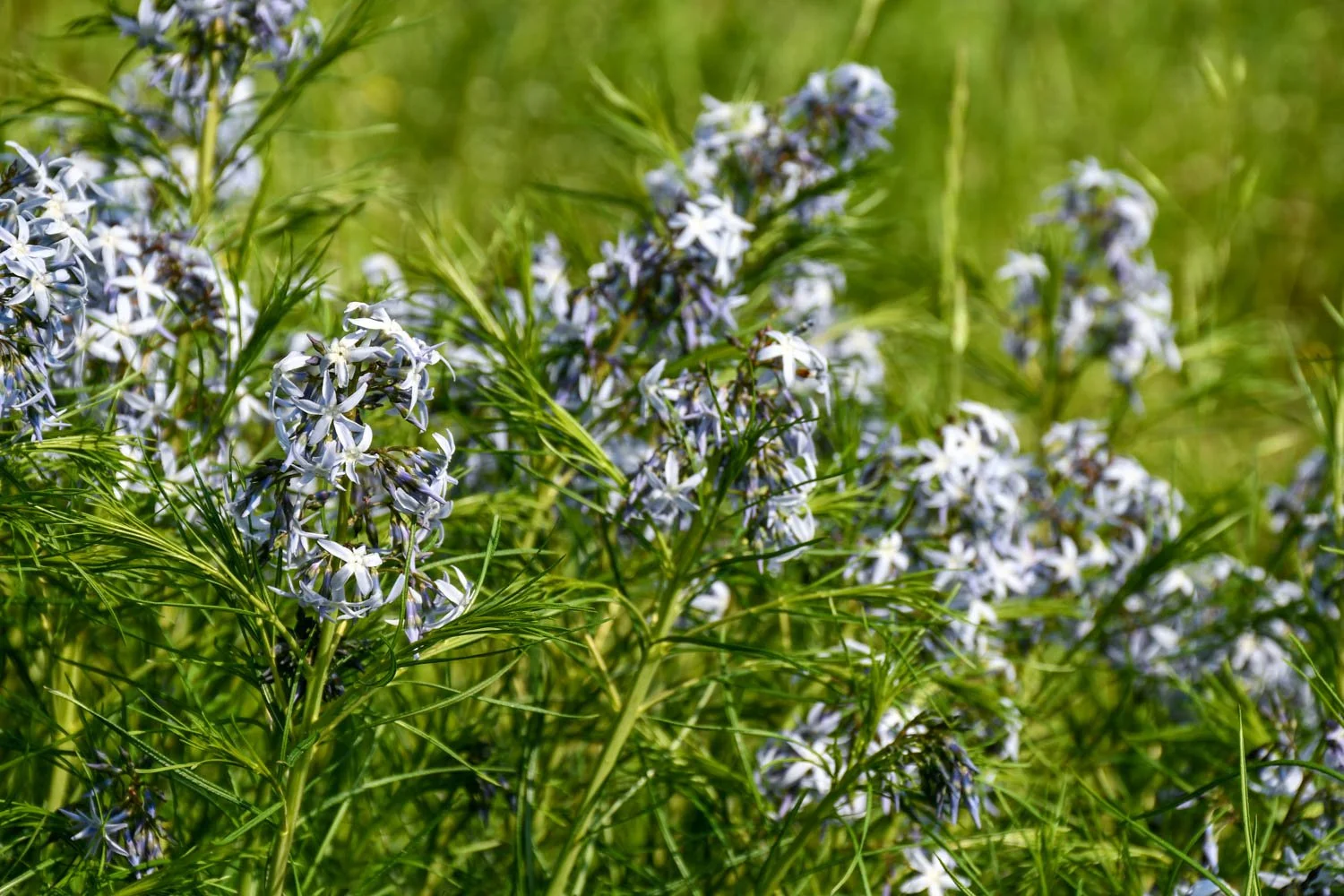 Searching for Amsonia in Arkansas, Part 2