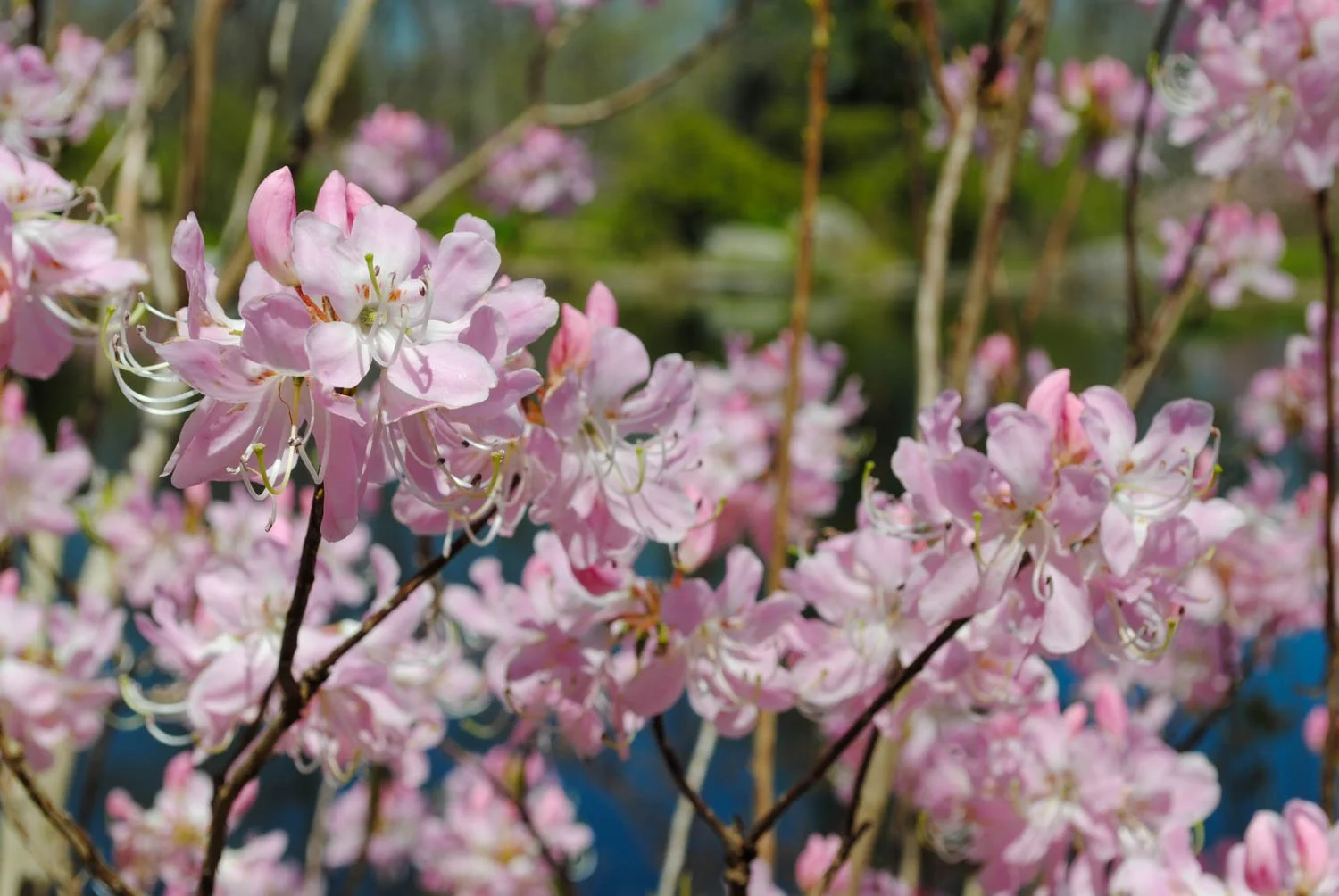 Rhododendron vaseyi at Southern Highlands Reserve