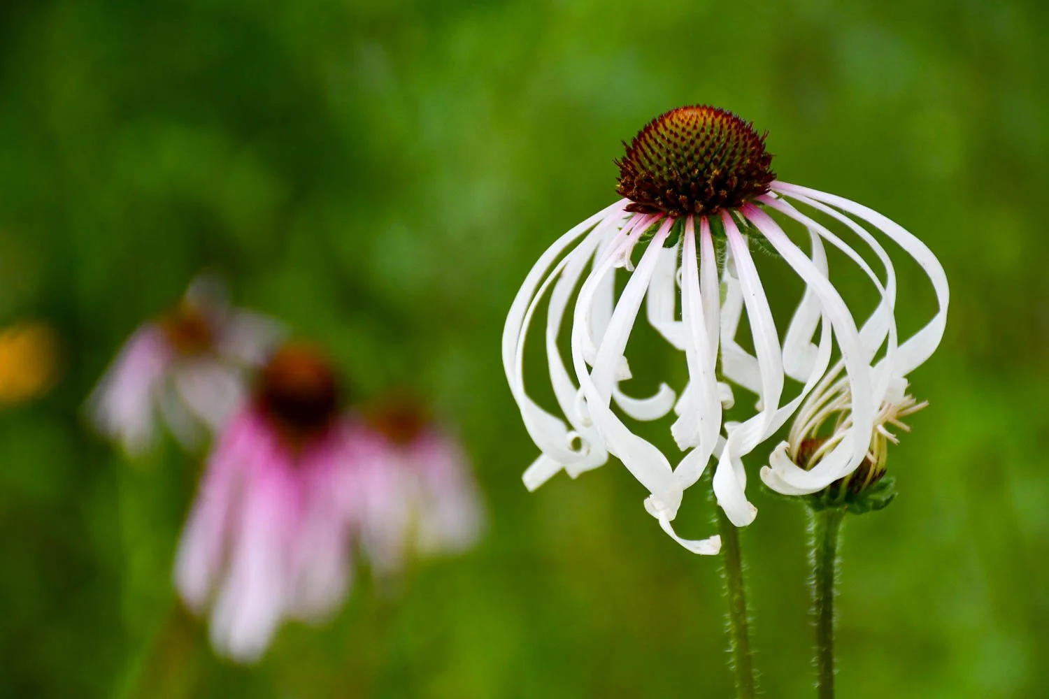 Echinacea sanguinea, sanguine coneflower