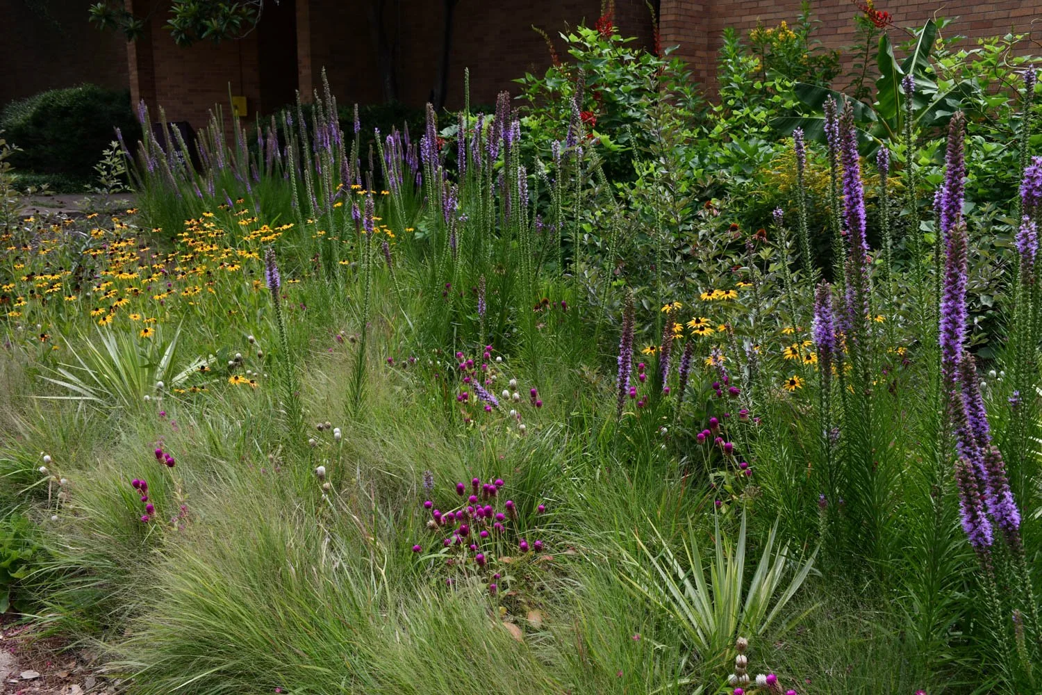 Liatris pycnostachya, Sparklers for the Summer Garden