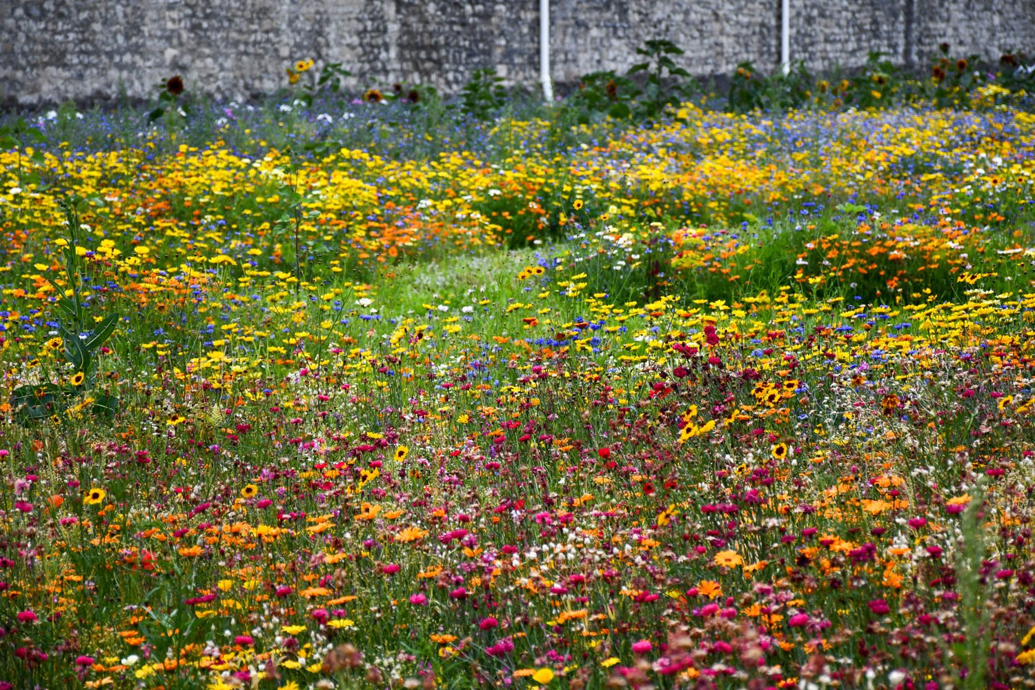 Superbloom