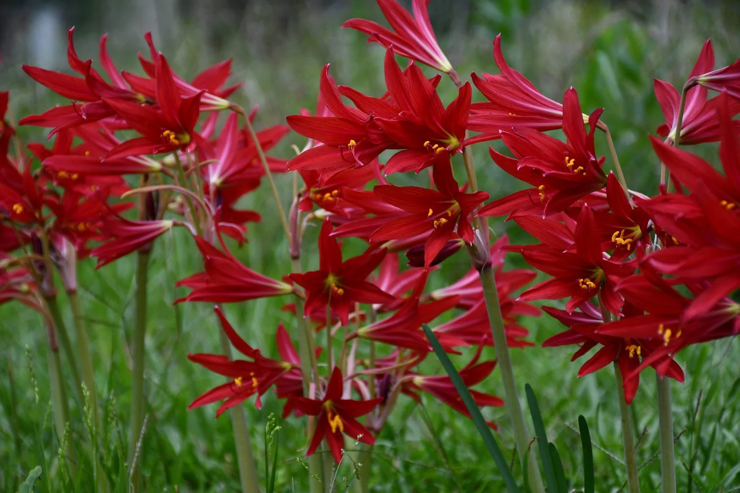 The Return of Oxblood Lilies