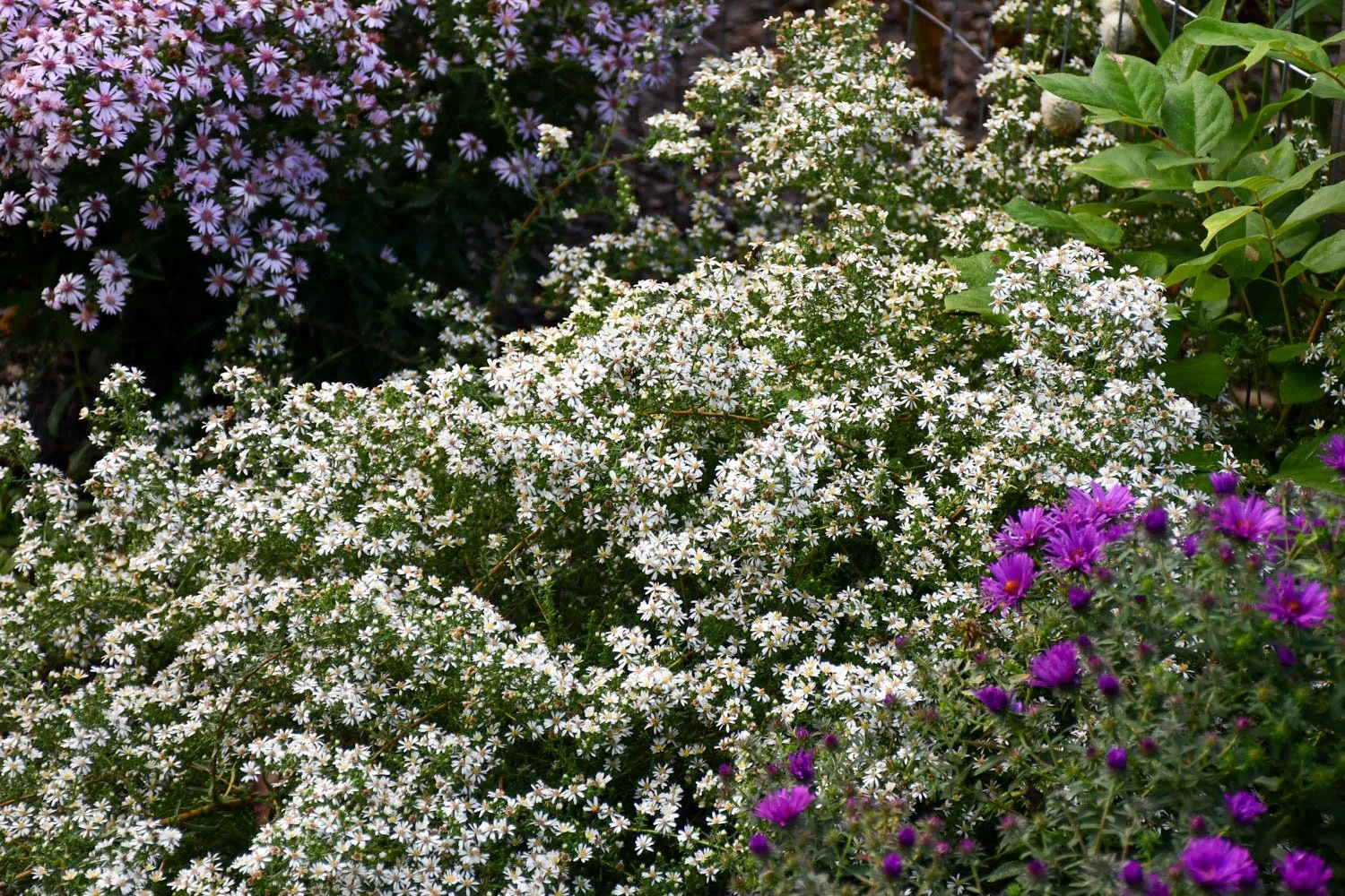 Asters of Autumn: Part 1