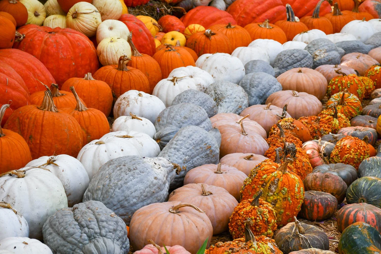 Autumn Inspiration from the Dallas Arboretum