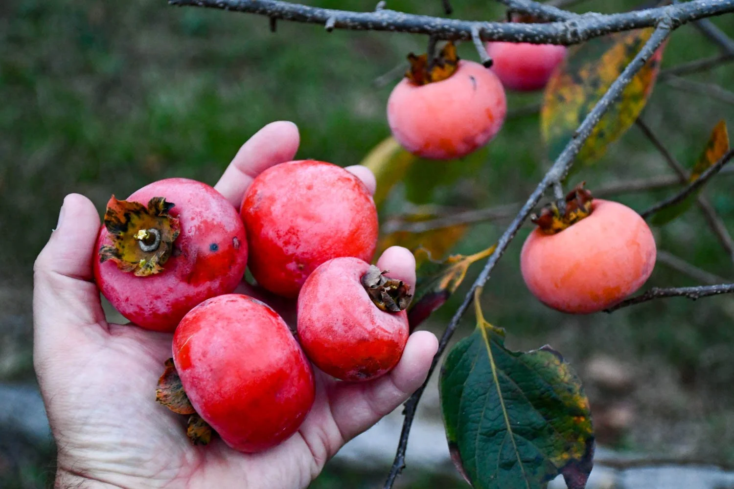 The Gift of Persimmons