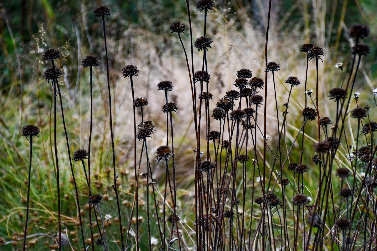 The Blessing of Seedheads