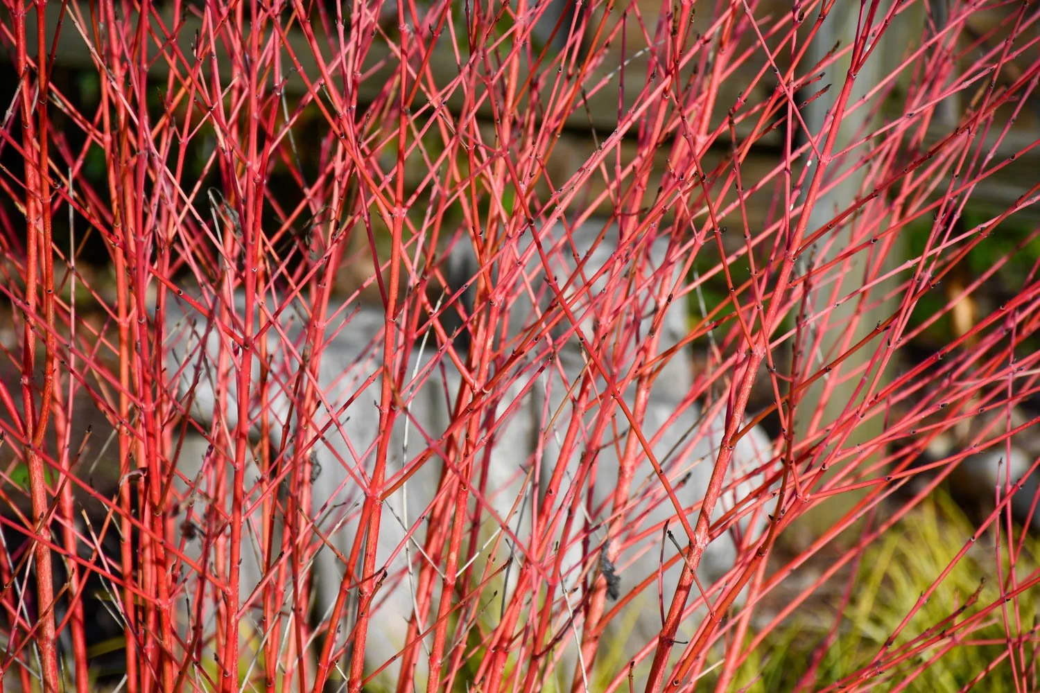 The Colorful Twigs of Winter