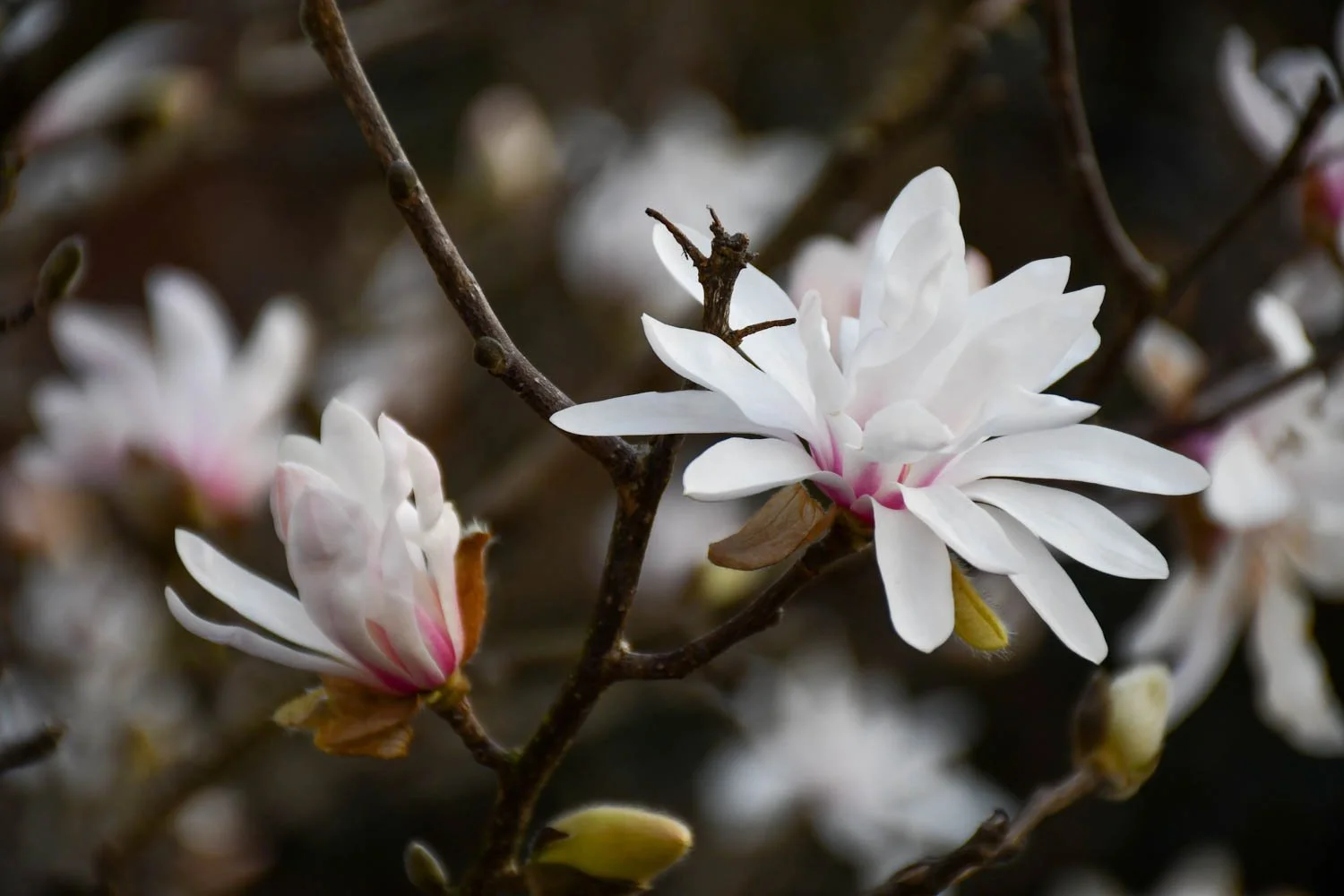 Winter Wonders at the Atlanta Botanical Garden