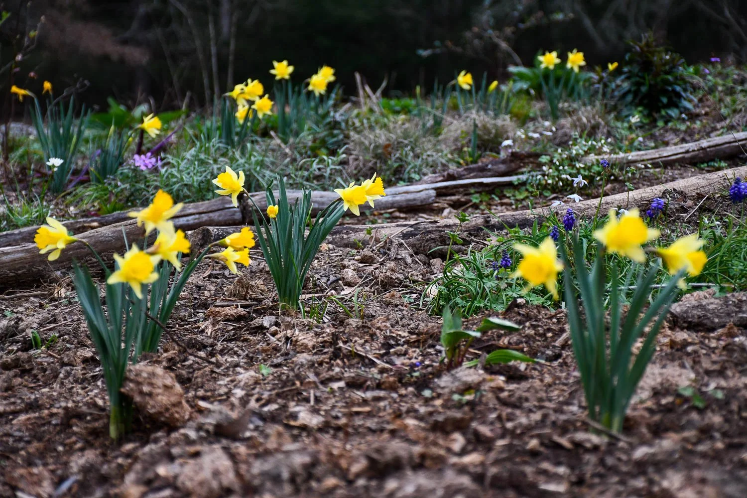 Placing Narcissus
