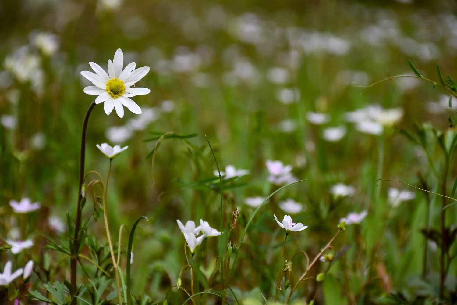 Anemone caroliniana