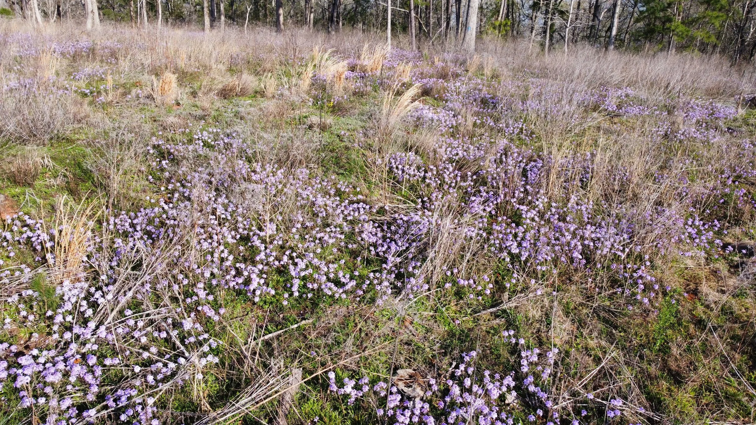 Glandularia canadensis