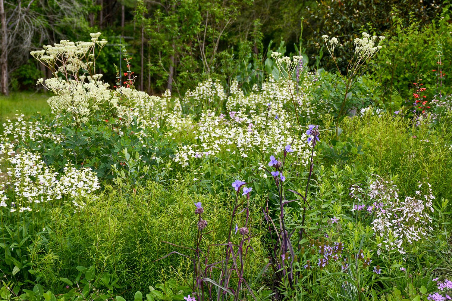 Late April at Ephemera Farm