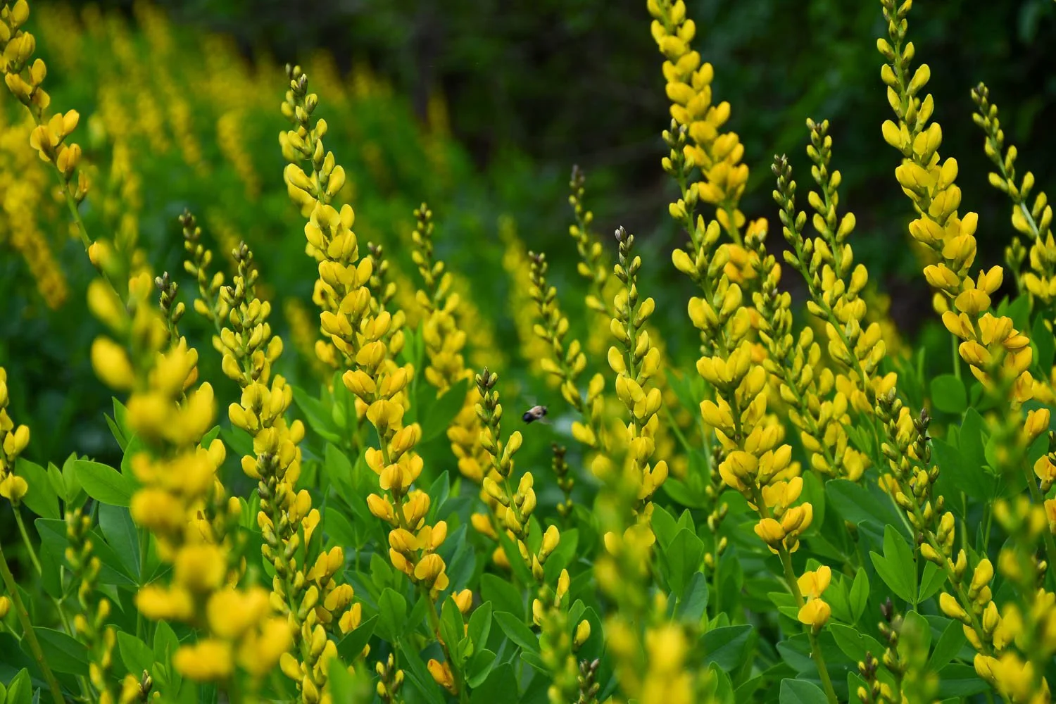 May Wildflowers of Arkansas