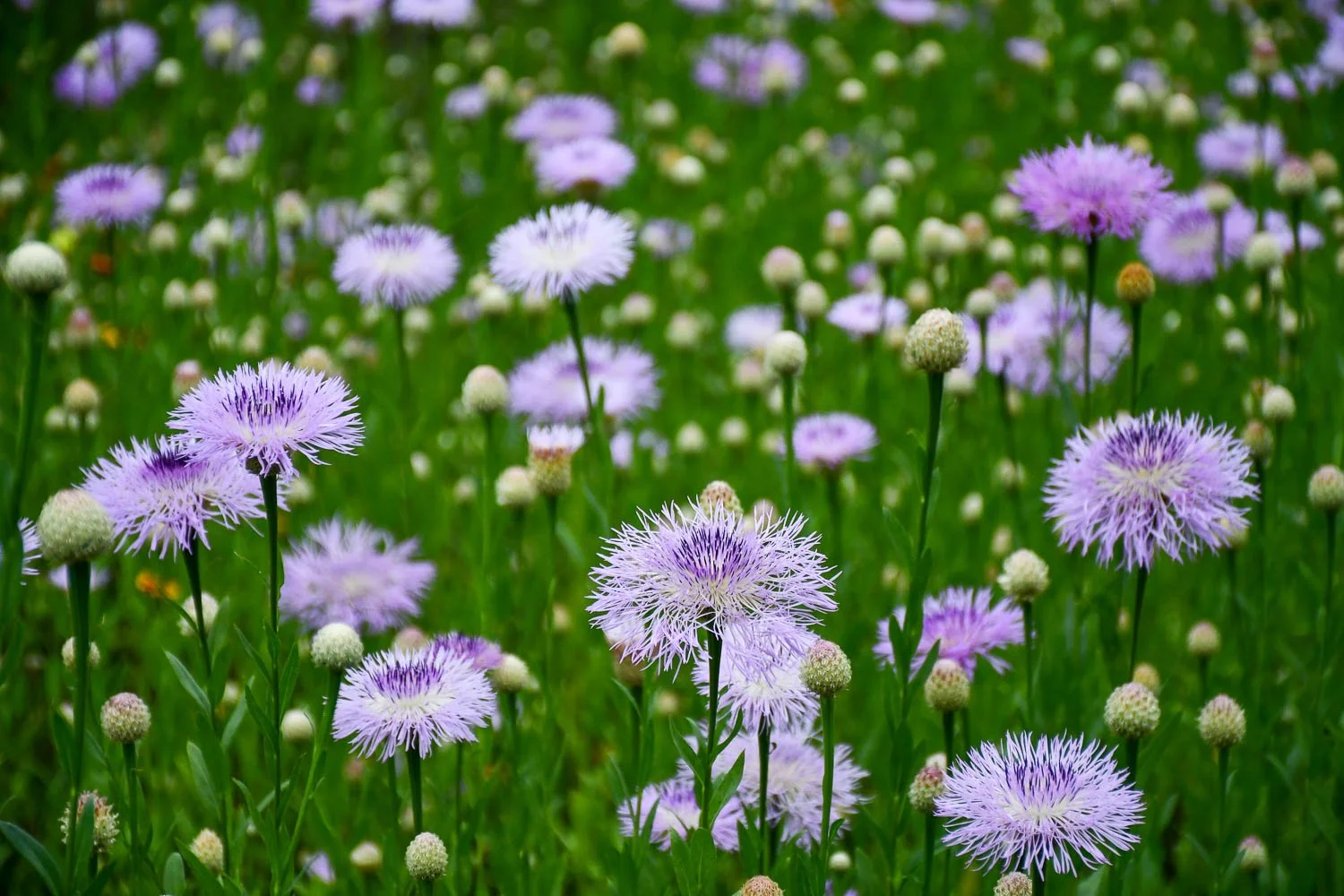  Plectocephalus americanus | American basketflower