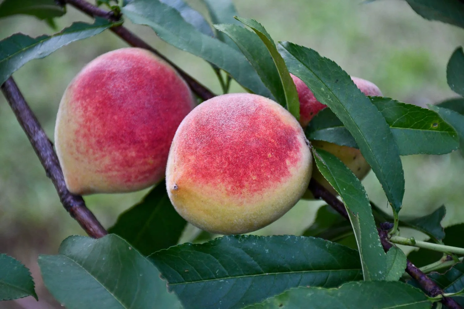 Enjoying Peaches