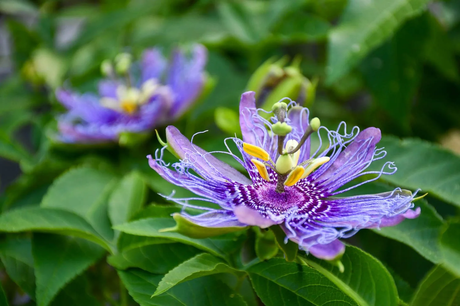 Passiflora 'Incense'