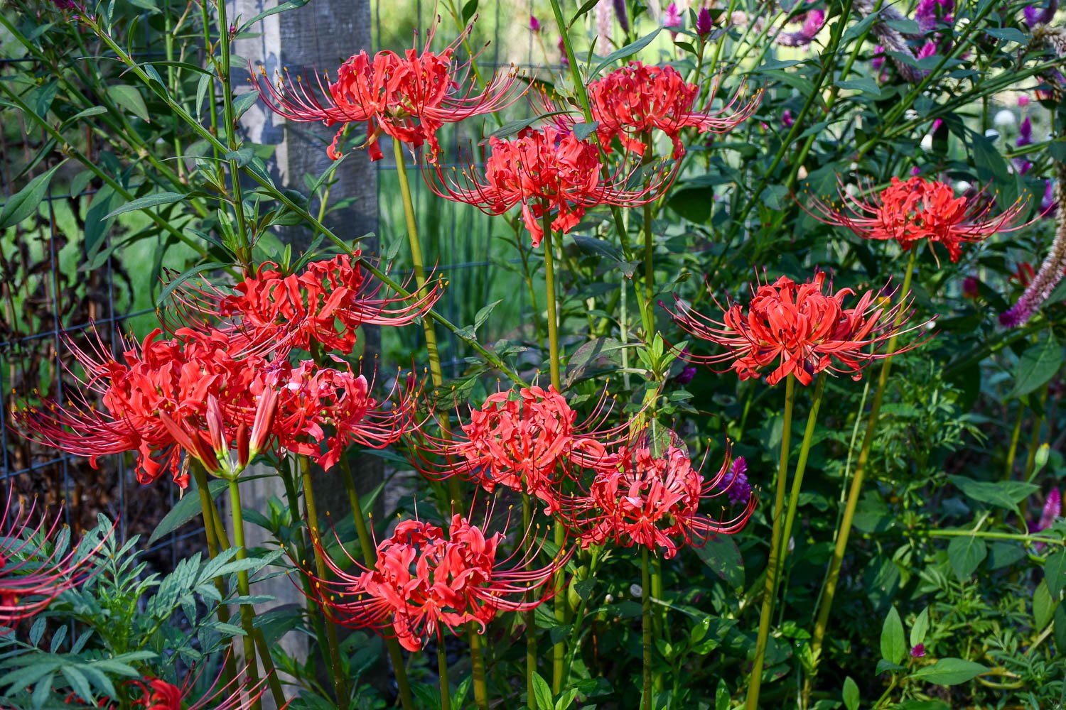 Lycoris radiata | red spiderlily