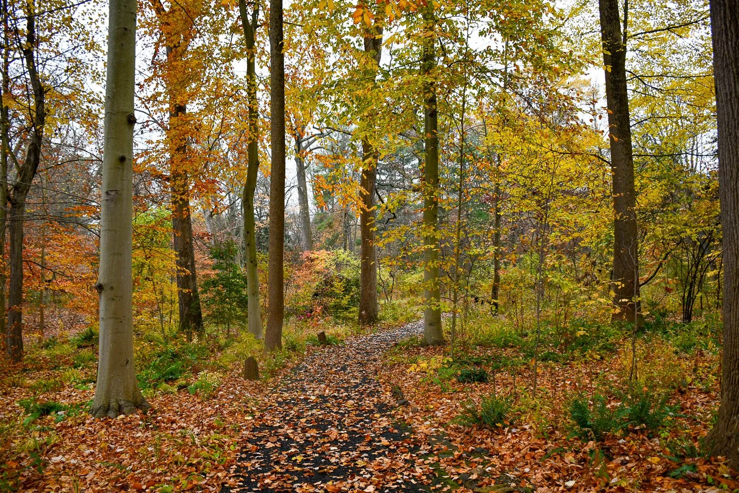 Chanticleer in November
