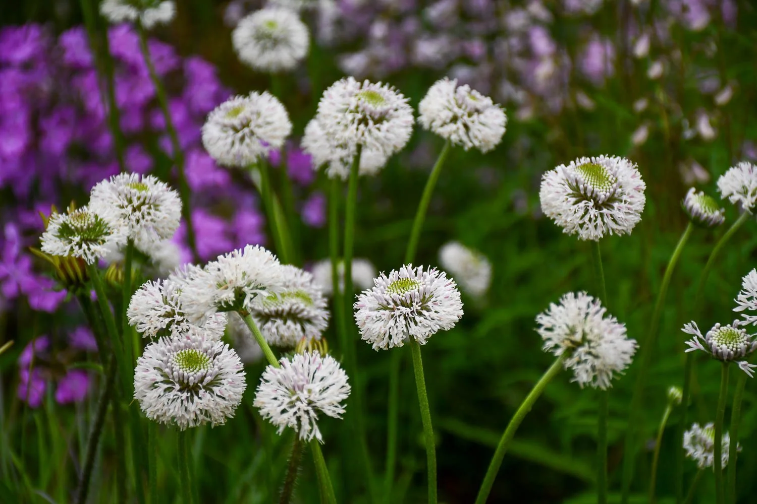 Marshallia caespitosa | clumping Barbara's buttons