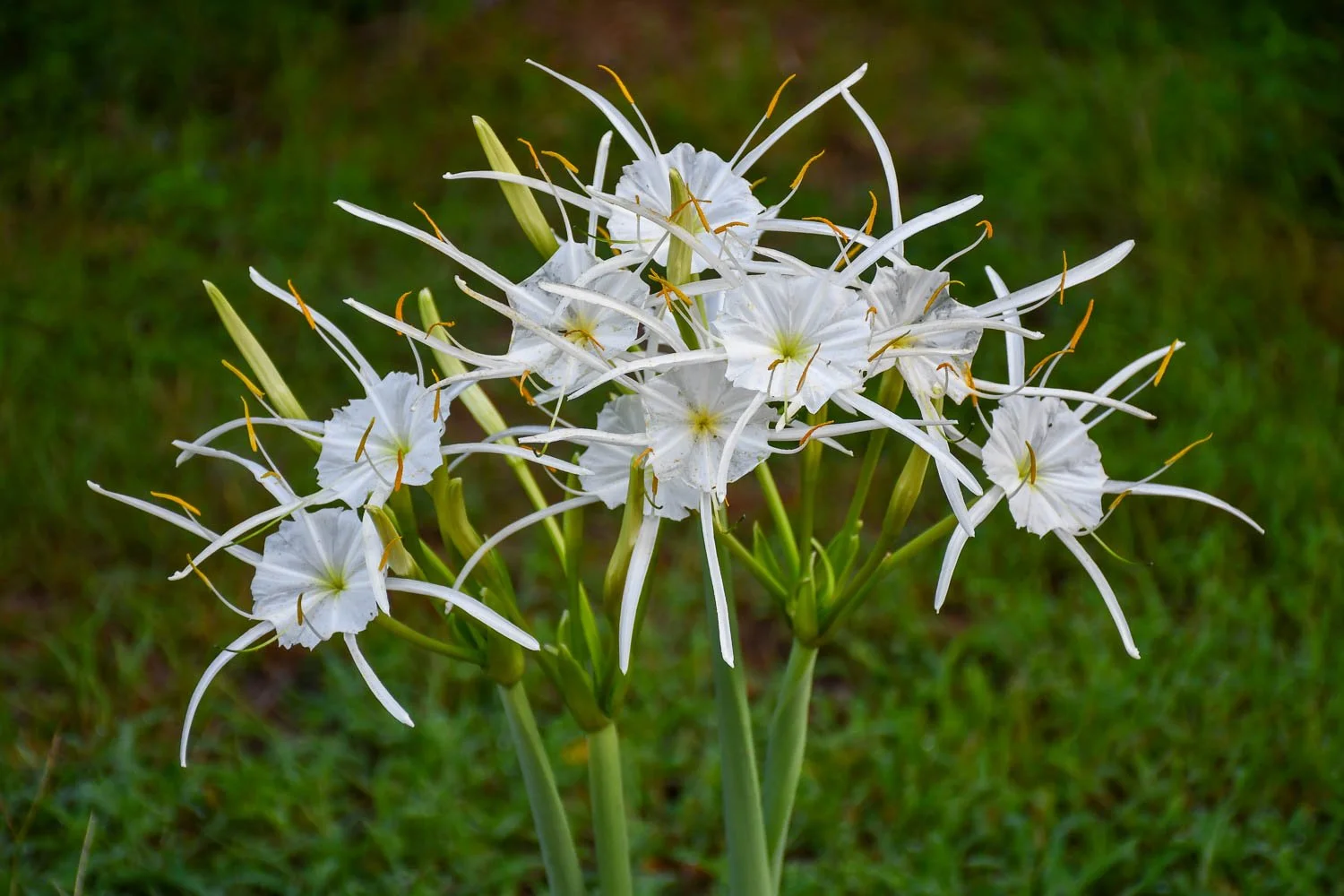 Hymenocallis occidentalis | summer spider lily