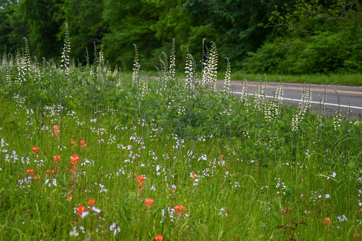 Layer by Layer: Simplifying Naturalistic Planting Design