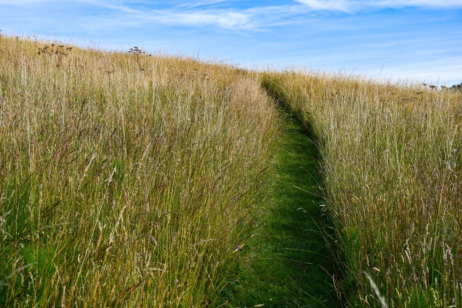 Legibility in Landscapes: Making Naturalistic Plantings More Readable